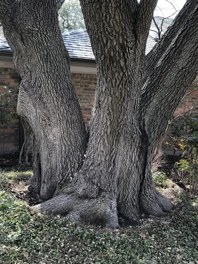 Mature heritage tree close to a Johannesburg property cared for by certified arborists